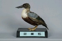 藏品(琵嘴鴨)的圖片
